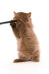 Highlander Kitten