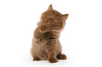 Highlander Kitten