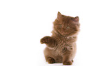 Highlander Kitten