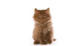Highlander Kitten