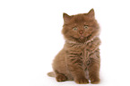 Highlander Kitten