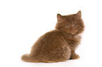 Highlander Kitten