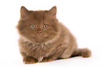 Highlander Kitten