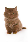 Highlander Kitten
