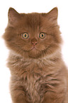 Highlander Kitten