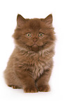 Highlander Kitten