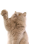 Highlander lifts the paw