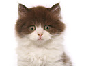 Highlander Kitten