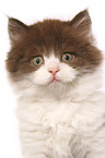 Highlander Kitten