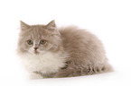 Highlander Kitten