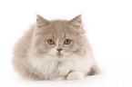 Highlander Kitten
