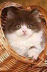 Highlander Kitten