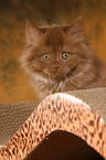 Highlander Kitten