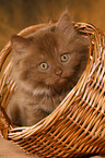 Highlander Kitten