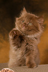 Highlander Kitten