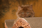 Highlander Kitten