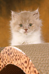 Highlander Kitten
