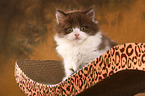 Highlander Kitten