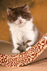 Highlander Kitten