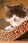 Highlander Kitten