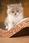 Highlander Kitten