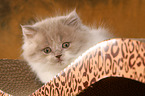 Highlander Kitten