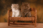 2 Highlander Kitten