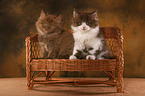 2 Highlander Kitten