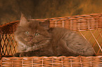Highlander Kitten