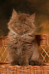 Highlander Kitten