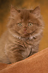 Highlander Kitten