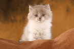 Highlander Kitten