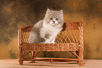 Highlander Kitten