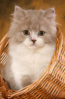 Highlander Kitten