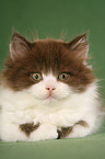 Highlander Kitten