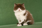 Highlander Kitten