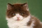 Highlander Kitten