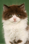 Highlander Kitten