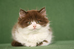 Highlander Kitten
