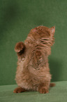 Highlander Kitten