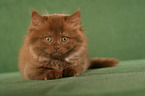 Highlander Kitten