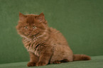 Highlander Kitten