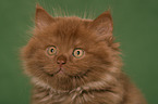 Highlander Kitten