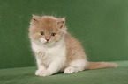 Highlander Kitten