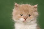 Highlander Kitten
