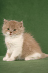 Highlander Kitten