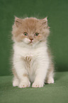 Highlander Kitten