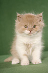Highlander Kitten