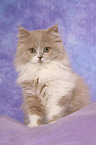 Highlander Kitten