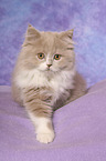 Highlander Kitten